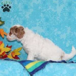 Sapphire, Shih-Poo Puppy
